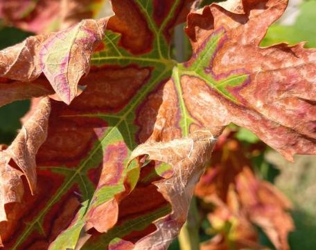 Biofungicidni potencijal mikroorganizama u Crnoj Gori