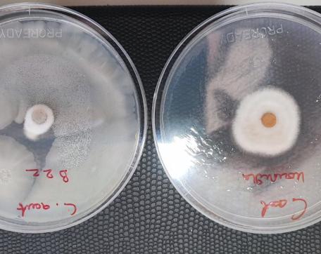 Biofungicidni potencijal mikroorganizama u Crnoj Gori