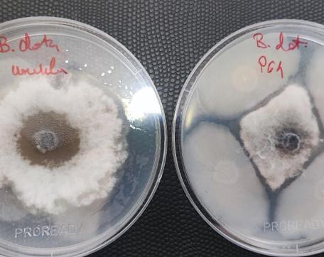 Biofungicidni potencijal mikroorganizama u Crnoj Gori