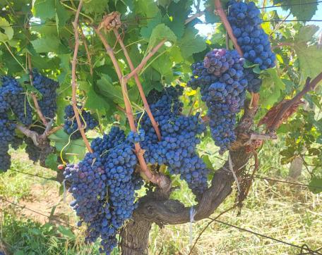 Studijska posjeta profesora Vladimira Vujanovića Biotehničkom fakultetu